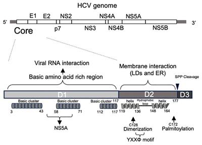 The roles of HCV core protein and its binding host factor in virus assembly and release